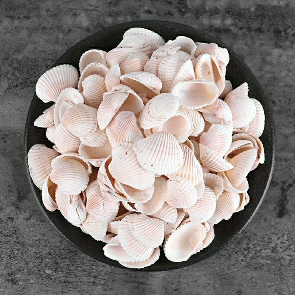 瓦楞子中药材 煅瓦楞子 瓦楞子 瓦屋子 瓦垄子 蜡子壳 包邮