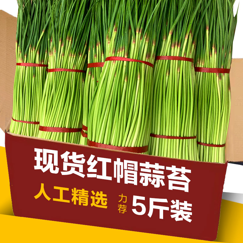 2022 fresh Local Red Hat Garlic moss 5 Henan Stems Garlic A garlic bolt 10 Shandong vegetable crispyin the Aquatic meat/Fresh fruits and vegetables/Cooked , Fresh vegetables/Vegetable products , Fresh vegetables , 新鲜蒜苔 category - from Buy2taobao.com to provide professional Taobao agent buy service
