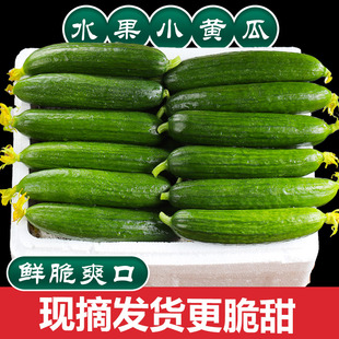水果黄瓜新鲜包邮5斤小黄瓜青瓜时令蔬菜旱生吃即食整箱包邮脆嫩