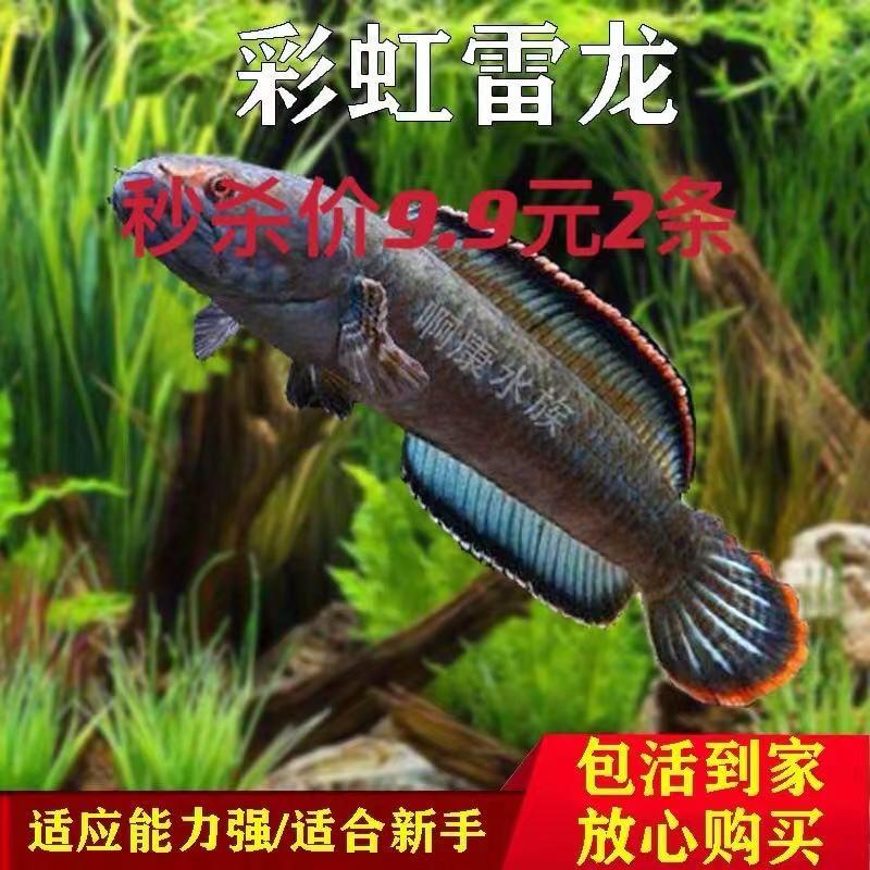 彩虹雷龙鱼活体鱼苗蓝帆南鳢巴卡雷龙小型中型冷水鱼观赏小鱼活体