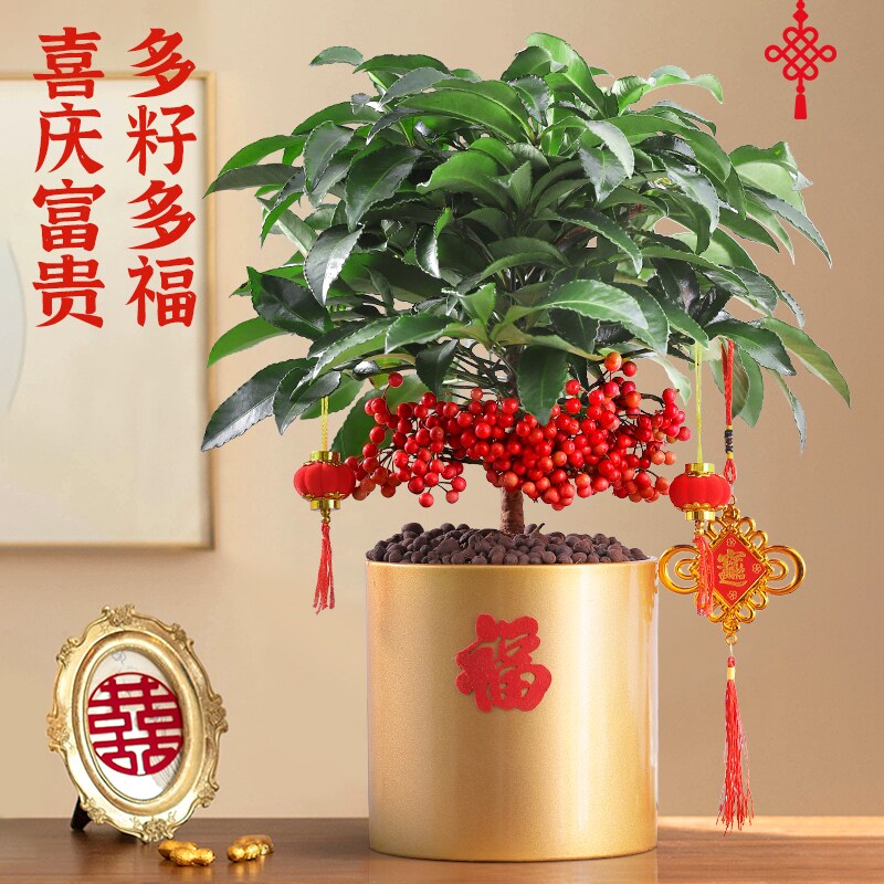 金玉满堂富贵籽盆栽带果花卉植物室内花黄金万两客厅招财盆景绿植