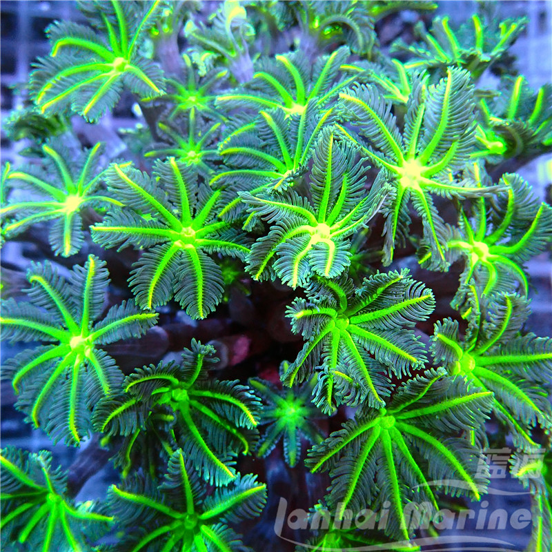 大手星花人工绿海水观赏珊瑚水族宠物活体顺丰