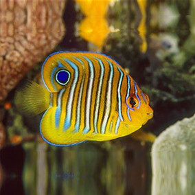 毛巾bb迷你金毛巾海水观赏鱼