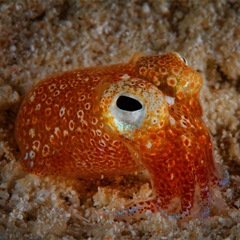 黄金乌贼海水观赏鱼软体生物水族宠物活体顺丰