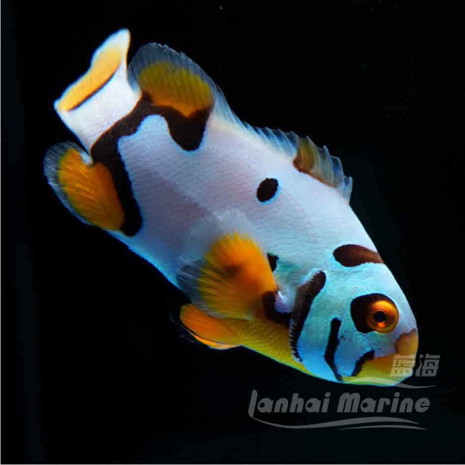 人工面罩头盔毕加索小丑鱼海水鱼海水观赏鱼水族宠物活体顺丰