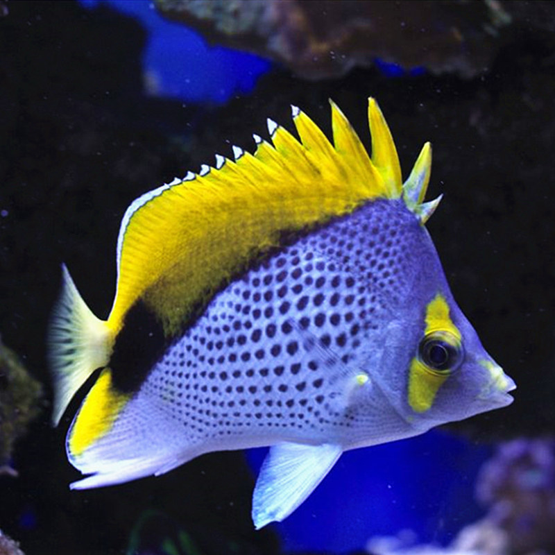 金丁蝶鱼蝶鱼蝴蝶鱼海水观赏鱼海鱼活体水族宠物顺丰
