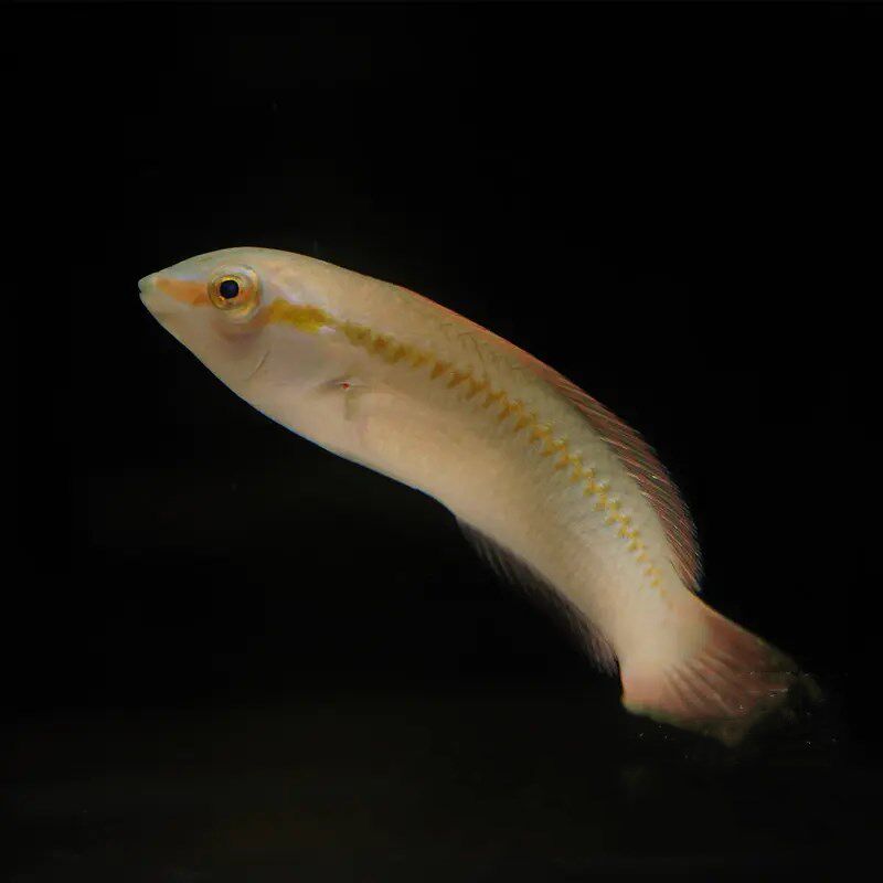 黑色扁的海鱼是什么鱼(黑色扁的海鱼是什么鱼啊)