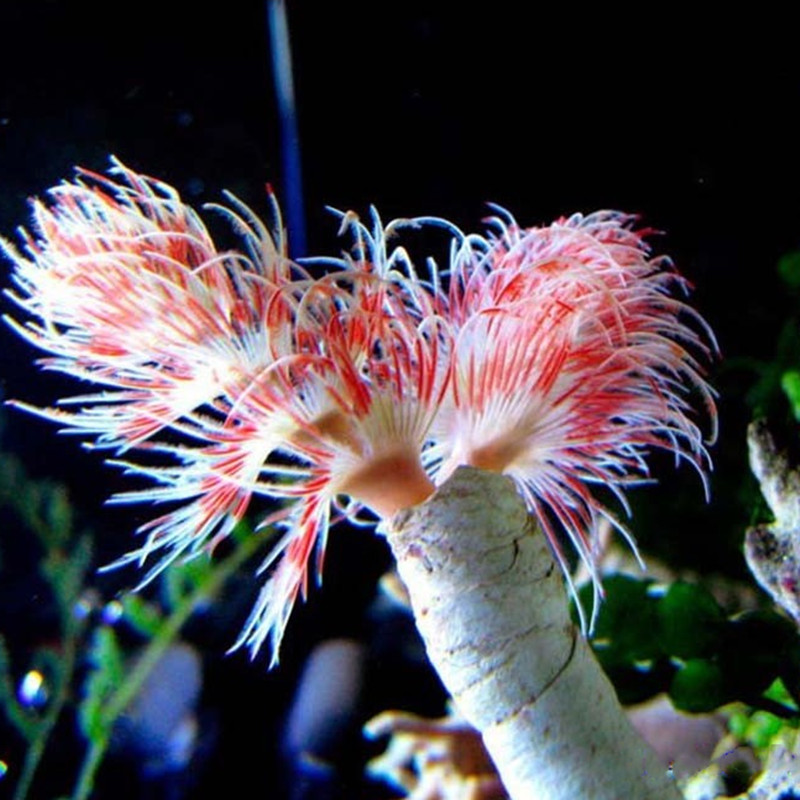红白管虫海水管观赏管虫鱼