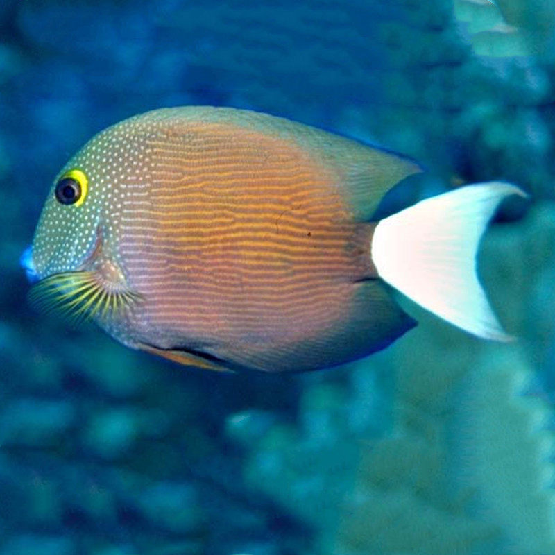 夏威夷白尾金眼吊鱼倒吊鱼海水观赏鱼海鱼活体水族鱼