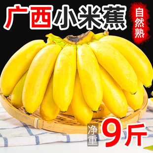 广西小米蕉当季新鲜水果9斤包邮整箱自然熟banana现摘苹果5粉香蕉