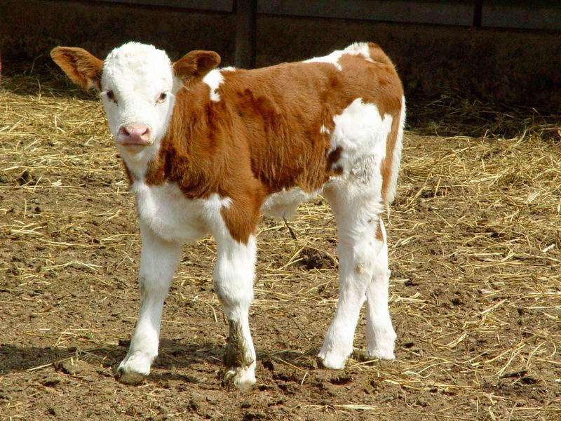 鲁西南断奶一个月小牛犊改良肉牛犊西门塔尔肉牛活体养殖技术资料