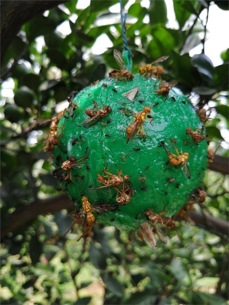 绿色林场飞食新品防苍蝇木瓜神器种菜樱.7桃5绳v球小蛾蝇诱球