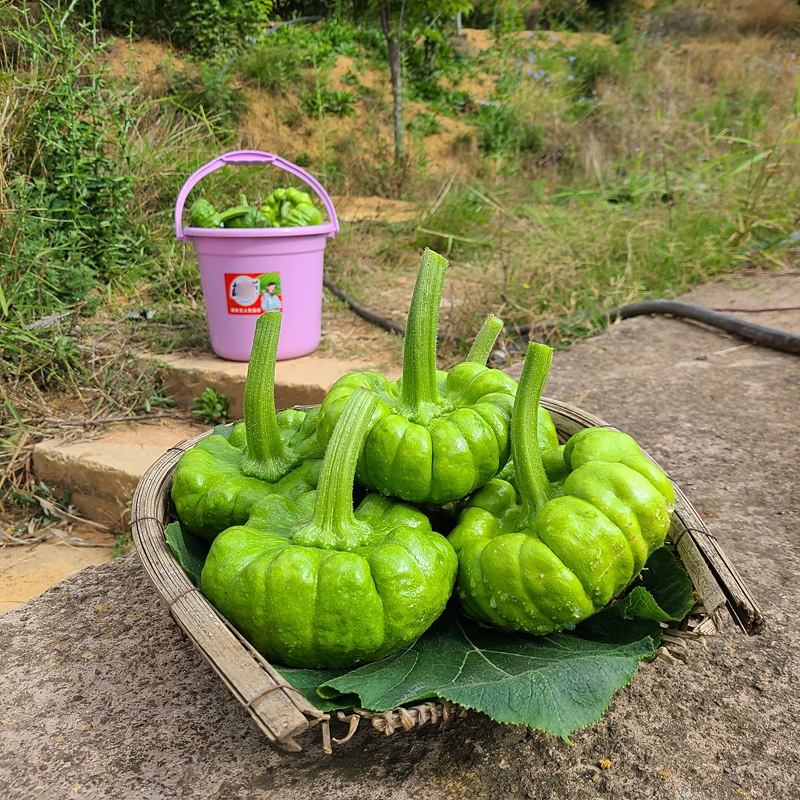 姜柄瓜新鲜蔬菜包邮小麦瓜迷你嫩南瓜甜瓜小青瓜云南小瓜5斤在类目 水产肉类/新鲜蔬果/熟食, 新鲜蔬菜/蔬菜制品, 新鲜蔬菜, 南瓜中 - 来自Buy2taobao.com提供专业的淘宝代购服务