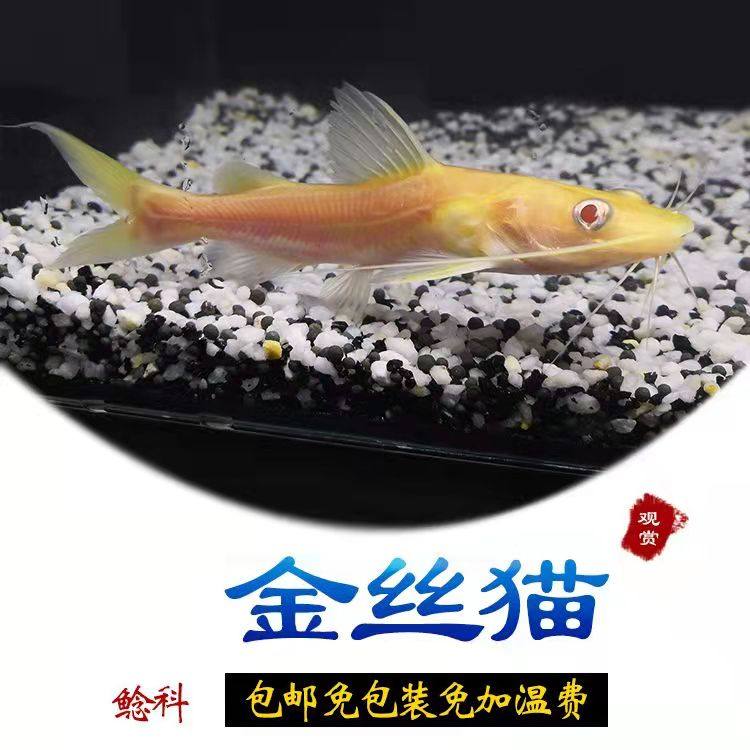 招财猫鱼优惠专场