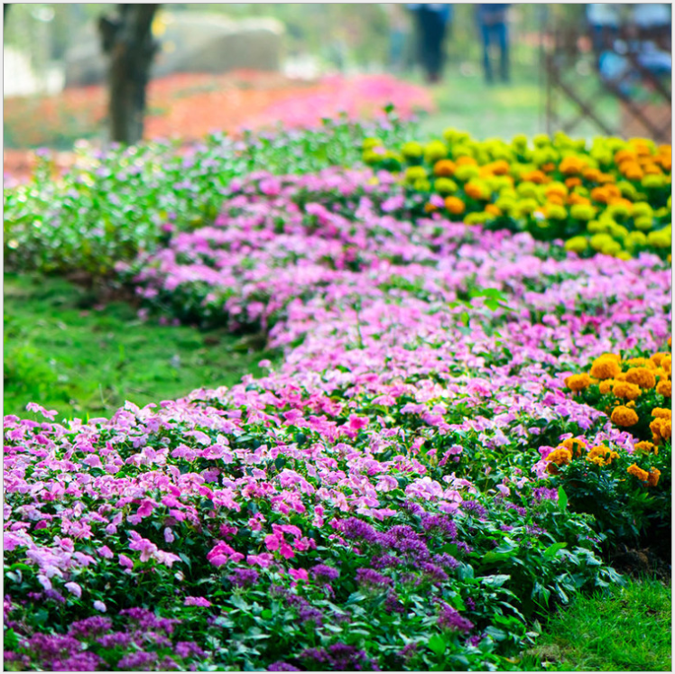 多年生草花种籽野花组合百日草波斯菊太阳花薰衣草景观花海高芽率