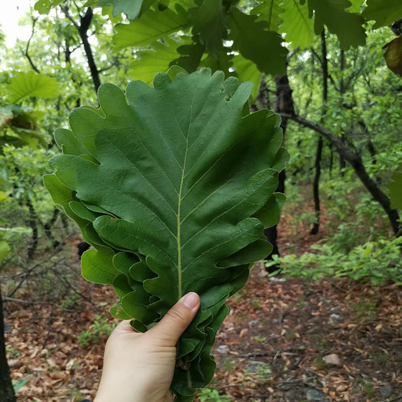 100片精选叶精选玻璃辽宁省大连叶玻璃叶桲椤菠萝槲叶其它