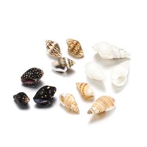 迷你海螺贝壳图片