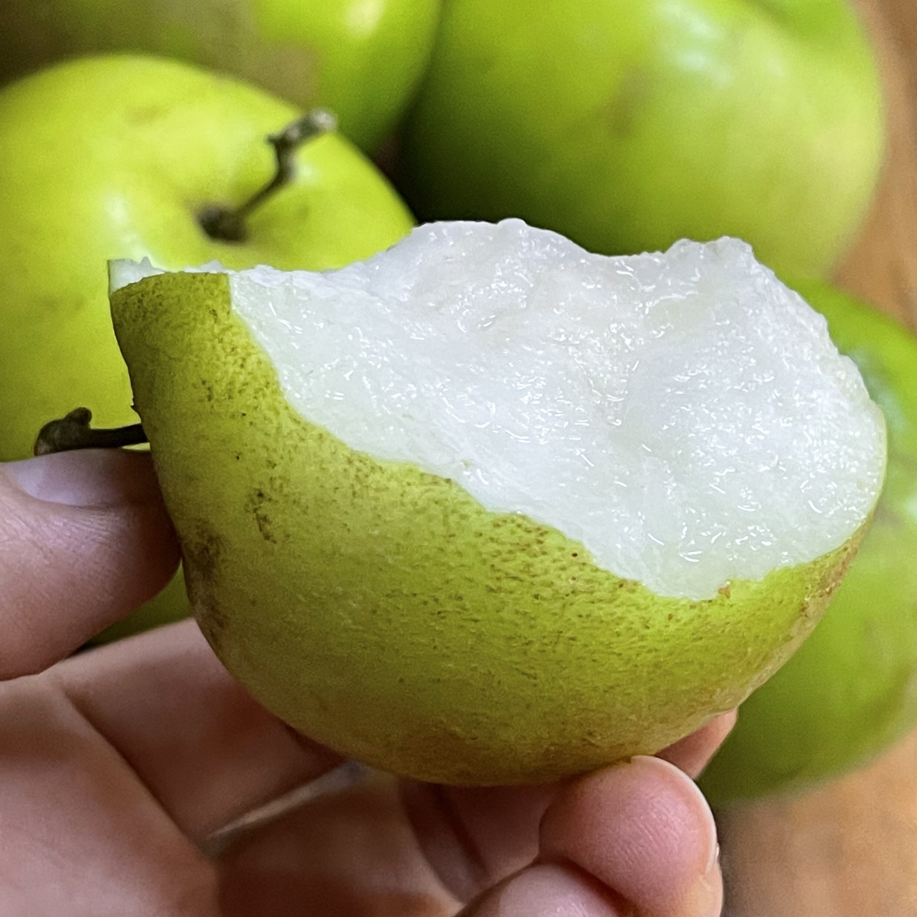 特价青枣_西双版纳原生态苹果枣 青枣  热带水果2500克 顺丰包邮优惠