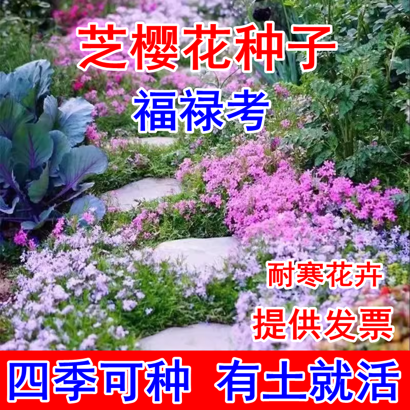 低矮耐寒芝樱花种子福禄考花籽花种四季室外北方阳台见土就活花种