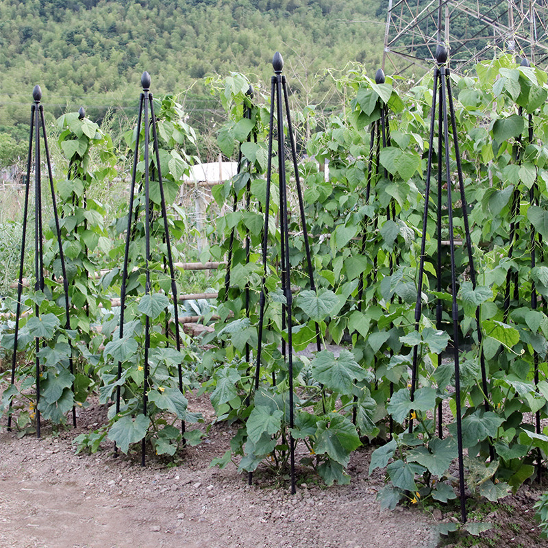 欧式简易飘香藤花支架植物月季爬藤架铁线莲户外固定攀爬杆支撑杆