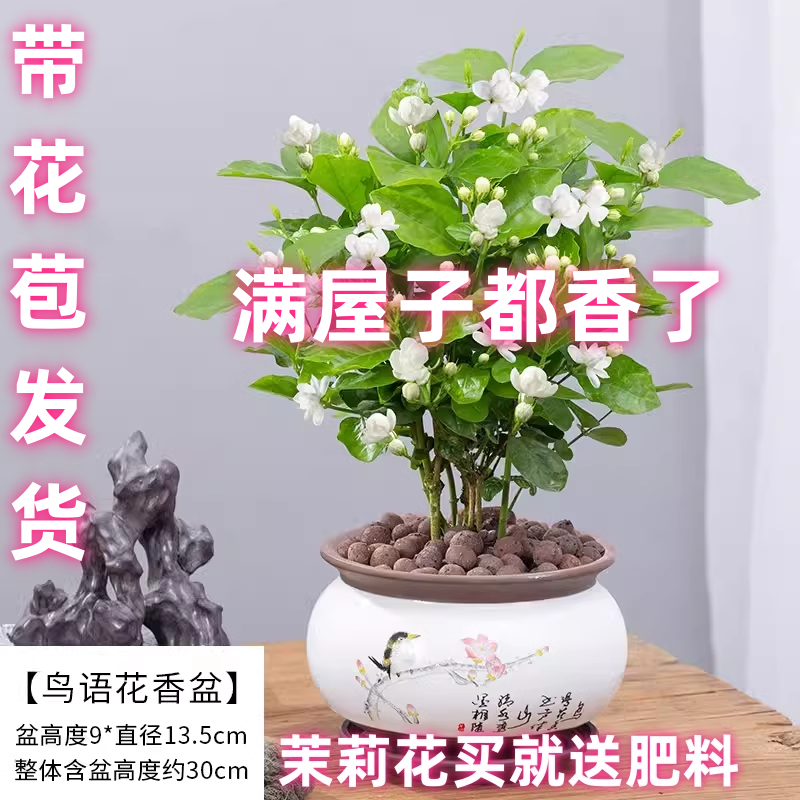 重瓣茉莉花盆栽带花苞浓香型室内绿植