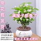 重瓣茉莉花盆栽带花苞浓香型室内绿植花卉驱蚊虫四季开花好养包活