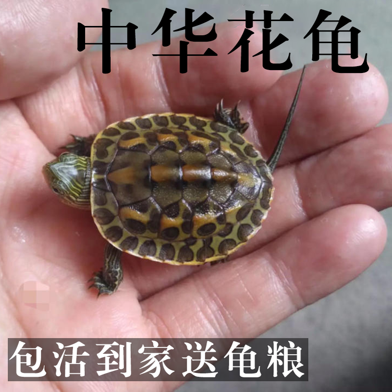 热销小乌龟 活体 宠物龟 长寿龟_小乌龟中华花龟苗乌龟活物台湾珍珠龟