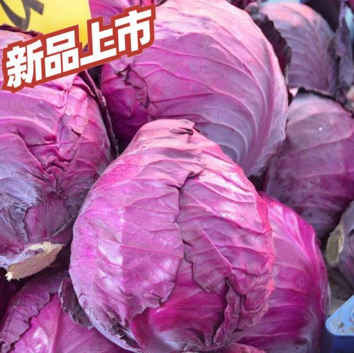 5斤紫甘蓝农家紫包菜球生菜新鲜紫色西餐蔬菜沙拉食材卷心菜山东