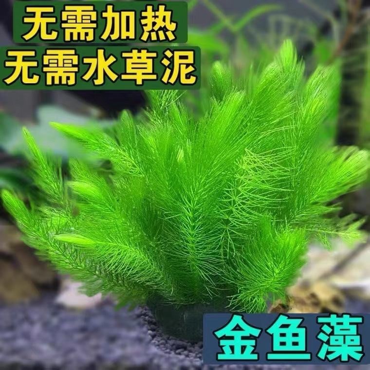 金鱼藻鱼缸狐尾草真水草净化水质增氧无需水草泥耐养好活热带鱼