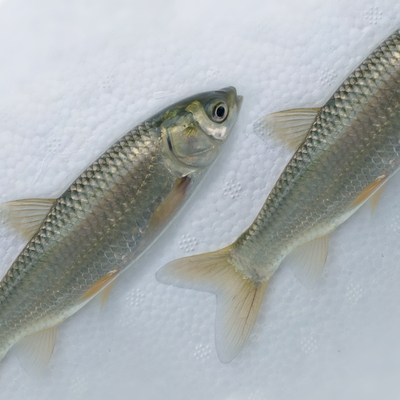 日本鱼混子放生鱼优质小白白鲩鱼苗养殖包邮家养鲩草鱼苗饲料鱼麦