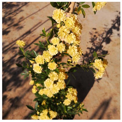 四季木香花苗爬藤植物甜蜜白黄盆栽特大攀爬浓香红色花卉