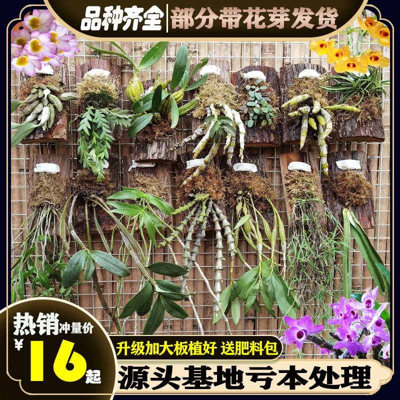 石斛苗板植壁挂铁皮金钗鼓槌报春玫瑰天宫球花麝香黄贝壳临安斛苑