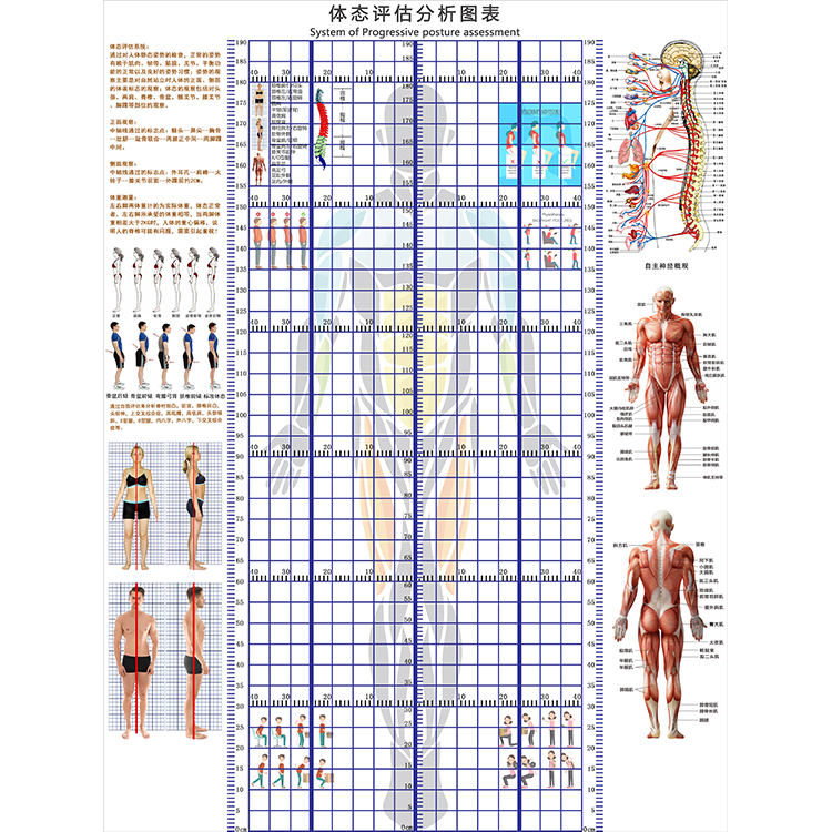 定制体态评估表身体评估体测表墙纸脊柱侧弯测量图体姿体态分析图