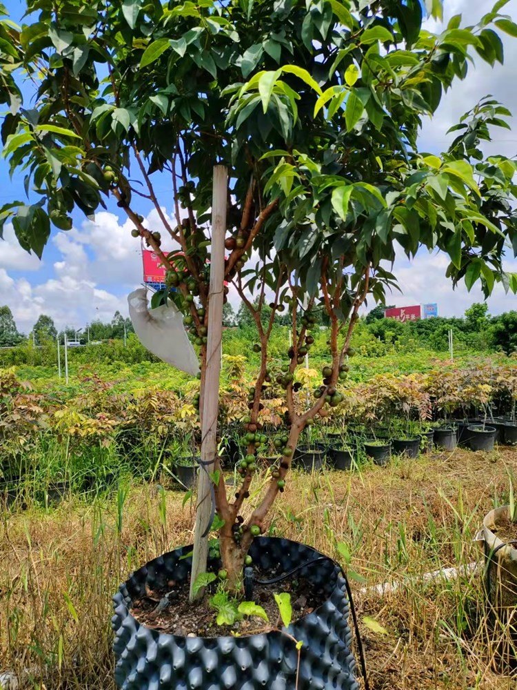 嘉宝果树苗正宗台湾树葡萄地栽盆栽四季葡萄树苗带土带叶