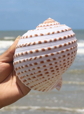 【螺贝艺】花点琴螺大海螺壳天然贝壳鱼缸卷贝鱼繁殖壳多肉天然