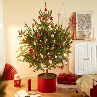 花芬坊大型真的圣诞树新款装挂饰云杉摆件真树诺贝松树圣诞节家用