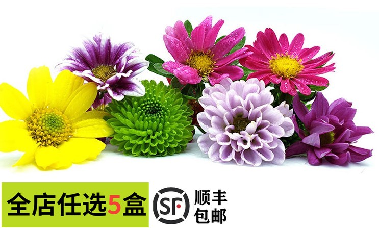 【妙而鲜优选】新鲜小彩菊20朵雏菊纽扣菊可食用酒店餐饮摆盘装饰