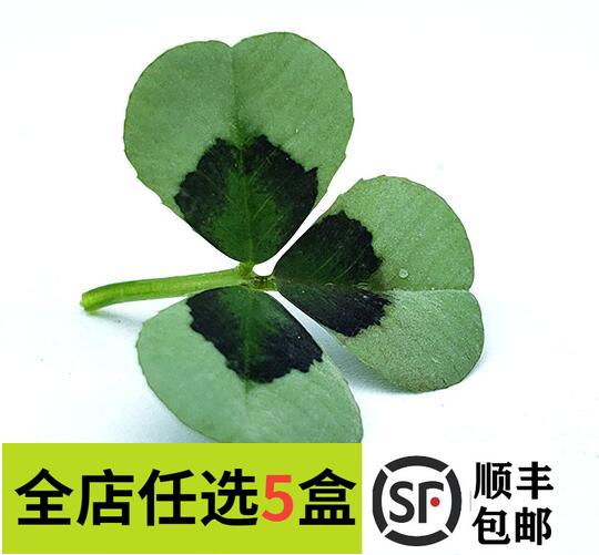 【妙而鲜优选】新鲜三叶草40片/盒 幸运草 西餐装饰摆盘非醡浆草