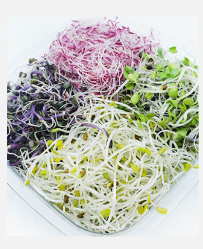 【妙而鲜】新鲜四色芽苜蓿芽西蓝花芽紫甘蓝芽珊瑚芽混合装饰摆盘