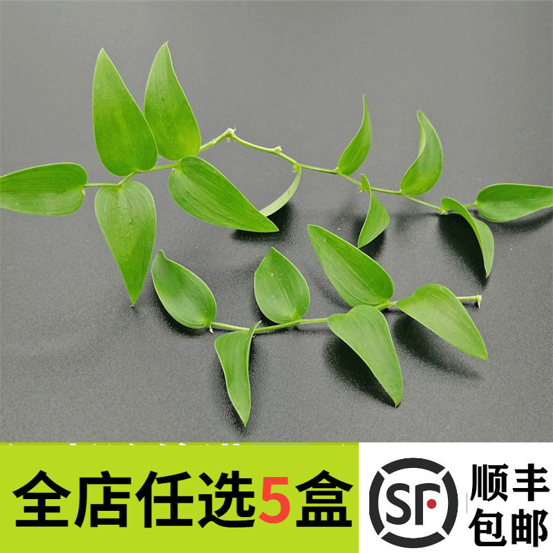 【妙而鲜】新鲜幸运星腾树苗阔叶舞竹幸运草酒店西餐摆盘15g5大根