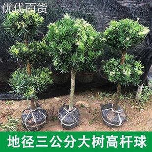 罗汉松迎客松真树正宗造型大盆景盆栽庭院植物金钻树苗高杆球带土