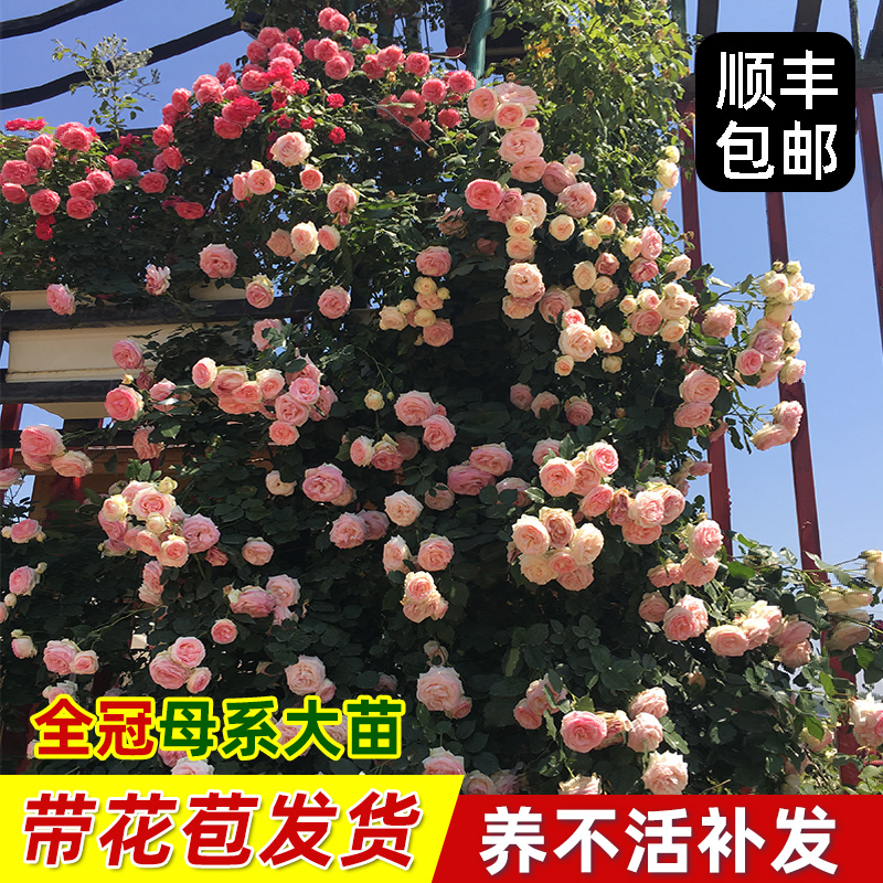 藤本月季花苗特大花蔷薇花苗爬藤盆栽多季开花龙沙宝石攀爬墙植物