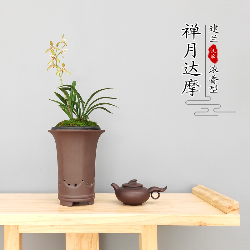 禅月达摩建兰四季浓香型花苗金边名贵矮种极品兰花办公桌植物盆栽