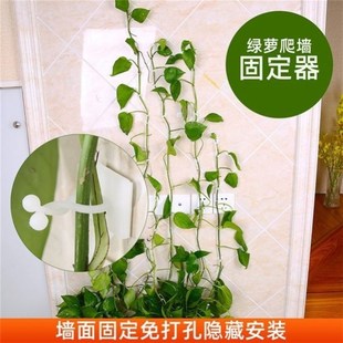 植物爬墙固定器户外室内定型卡扣绿萝爬藤月季夹子枝条牵引粘钩