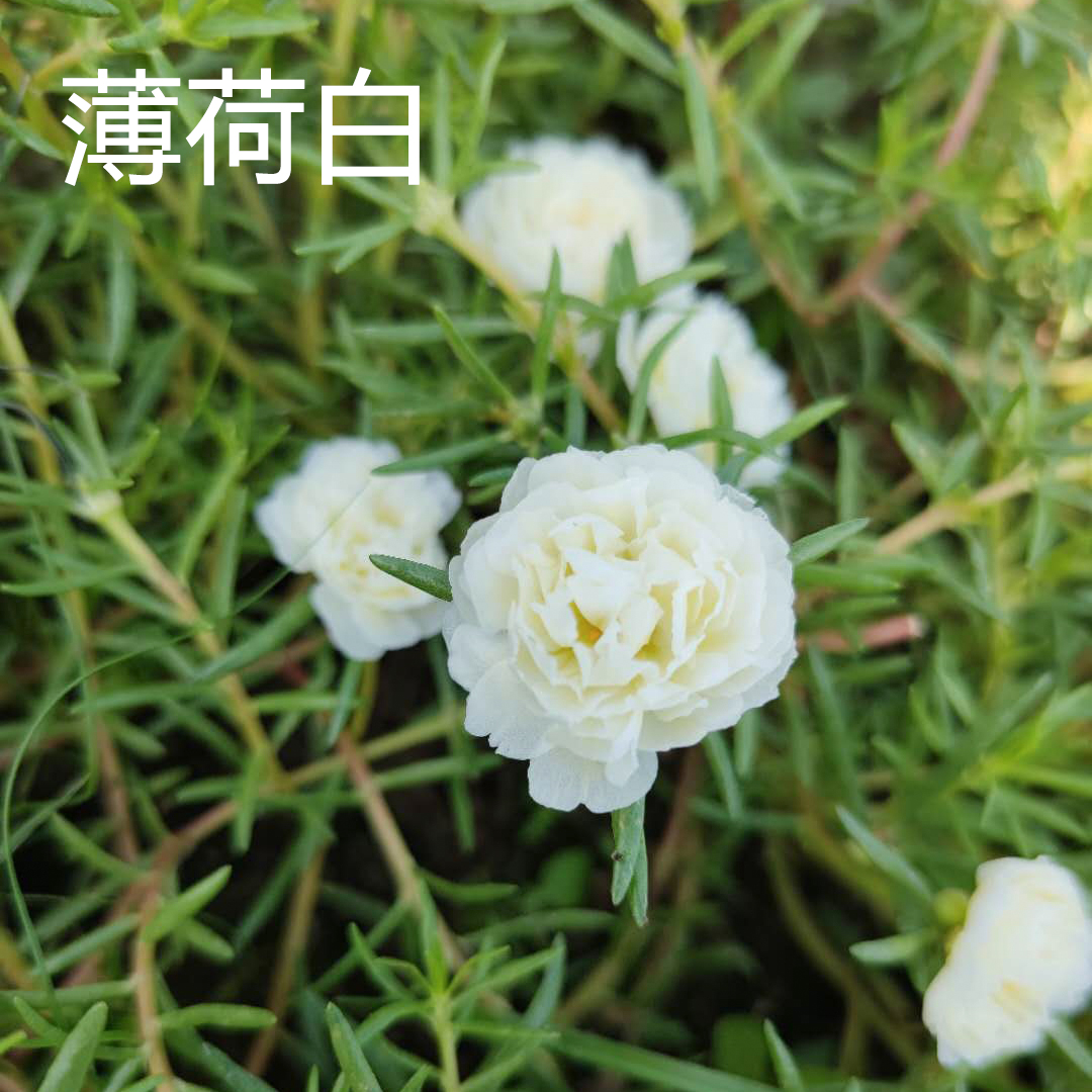 重瓣宿根太阳花薄荷白 四季开花易活 阳台庭院盆栽花卉