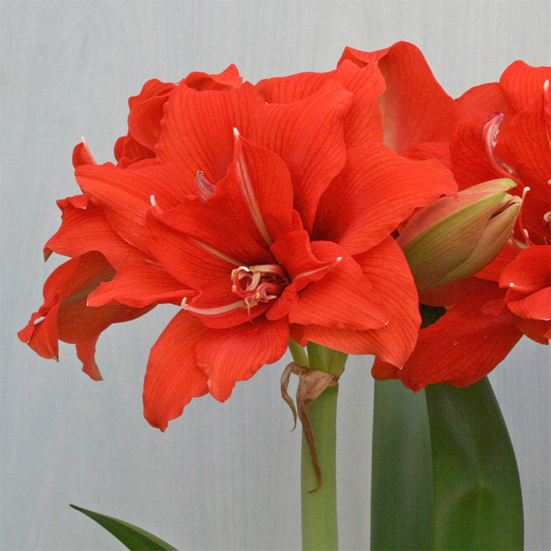 洋朱顶红进口重瓣