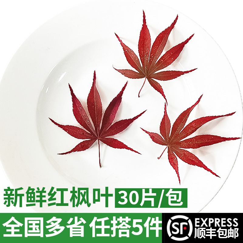 新鲜红枫叶30片/包 真空包装 西餐日料冷菜摆盘装饰材料 5件包邮