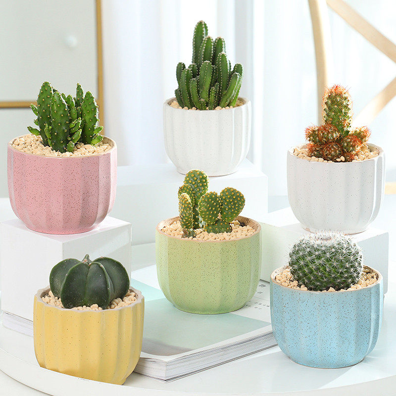 耐旱植物仙人掌类盆栽室内陶瓷盆仙人球防辐射桌面小盆栽四季易养