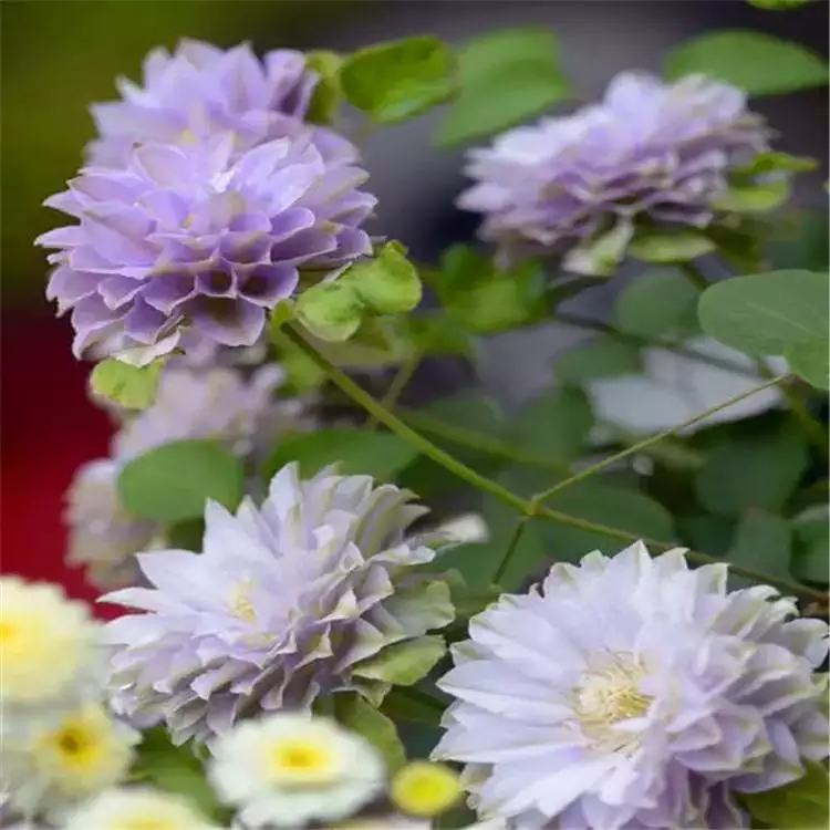 鸣翔园艺琉璃铁线莲攀援爬藤花苗阳台庭院室外植物盆栽花卉大花