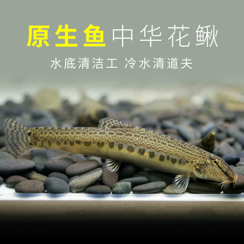 中华原生泥鳅活体观赏鱼翻砂花鳅鱼